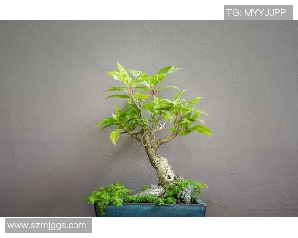 盆栽艺术之美：探索植物养护与室内装饰的完美融合与创意表达